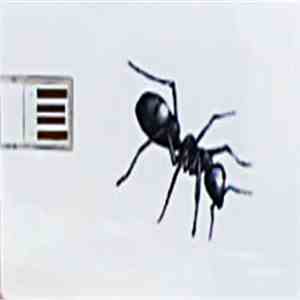 Jana Winderen - Ants download free